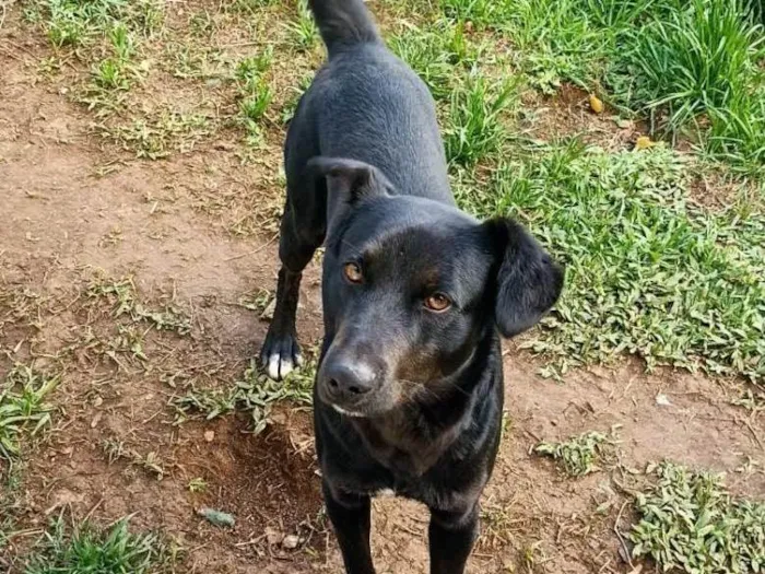 Cachorro ra a Vira lata idade 3 anos nome Lucy