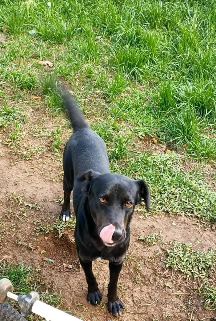 Cachorro ra a Vira lata idade 3 anos nome Lucy