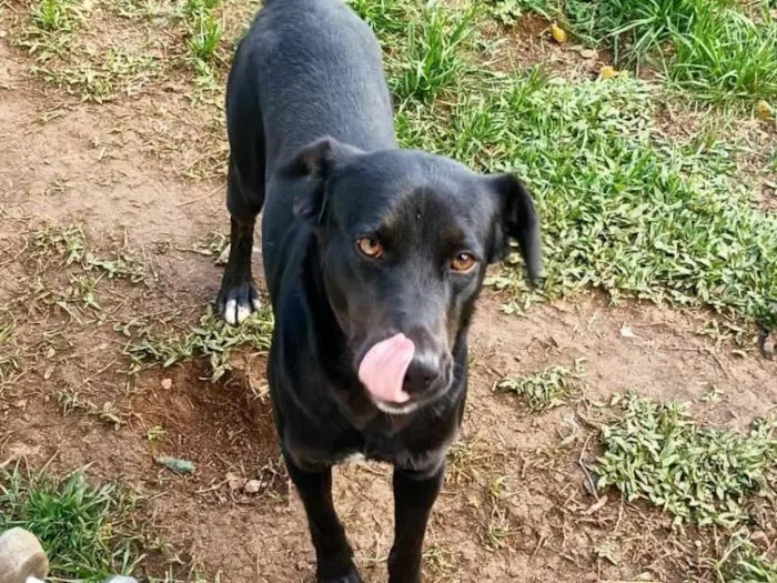 Cachorro ra a Vira lata idade 3 anos nome Lucy