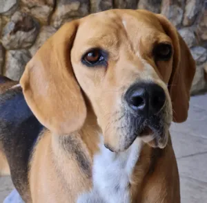 Cachorro raça Beagle idade 2 anos nome Marley