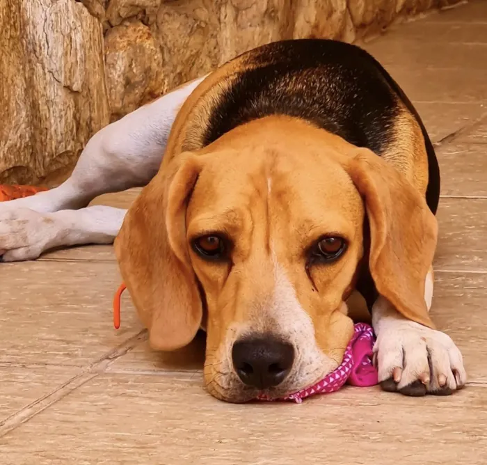 Cachorro ra a Beagle idade 2 anos nome Marley