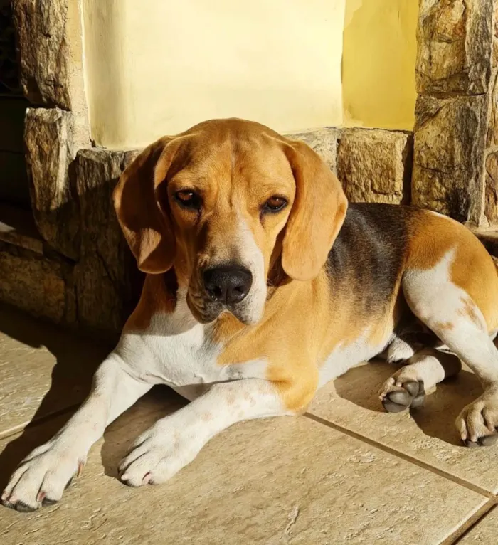 Cachorro ra a Beagle idade 2 anos nome Marley