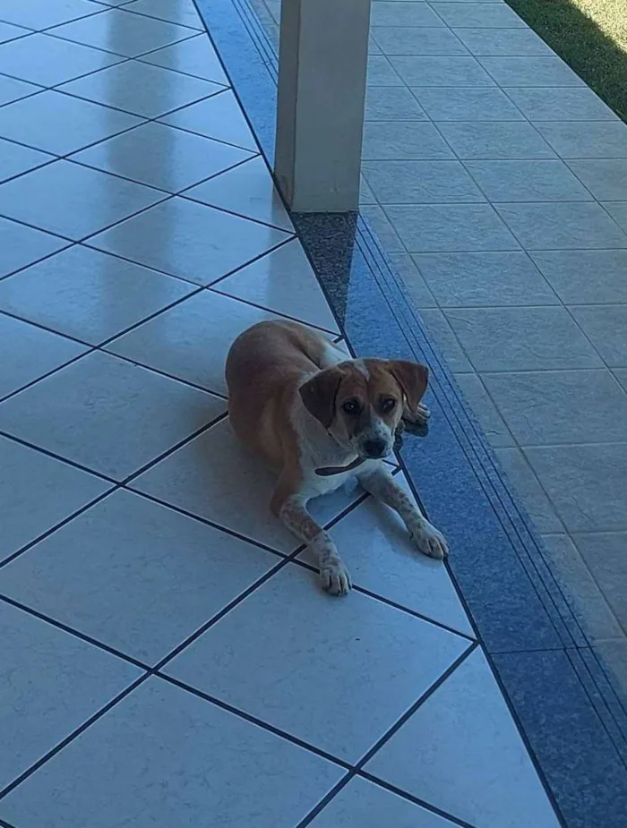 Cachorro ra a Vira lata  idade 7 a 11 meses nome Chico