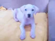 Branquinha