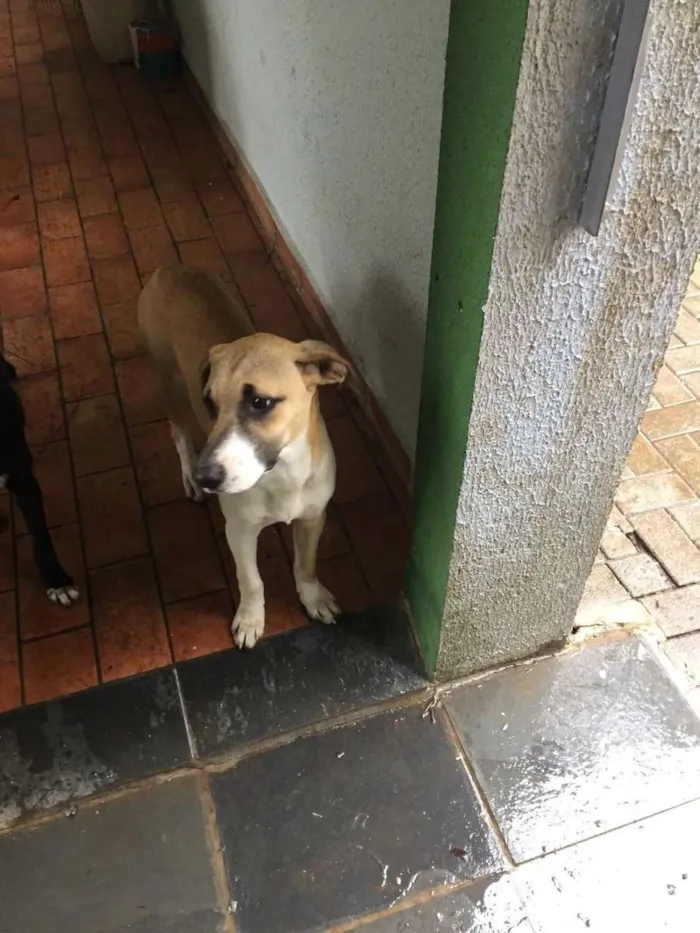 Cachorro ra a Sem raça definida idade 7 a 11 meses nome Caramelinho