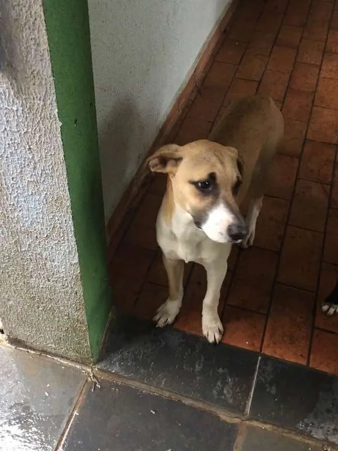 Cachorro ra a Sem raça definida idade 7 a 11 meses nome Caramelinho