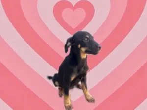 Cachorro raça Srd idade 2 a 6 meses nome Tipoy linda bb3meses
