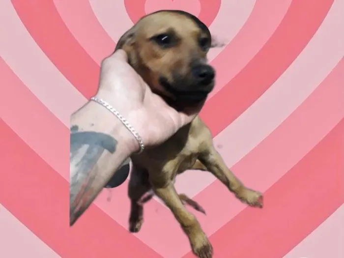 Cachorro raça Srd idade 2 a 6 meses nome Poppy linda bb3meses