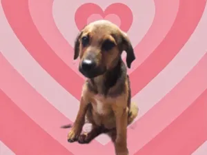 Cachorro raça Srd idade 2 a 6 meses nome Oliver bb3meses fofo