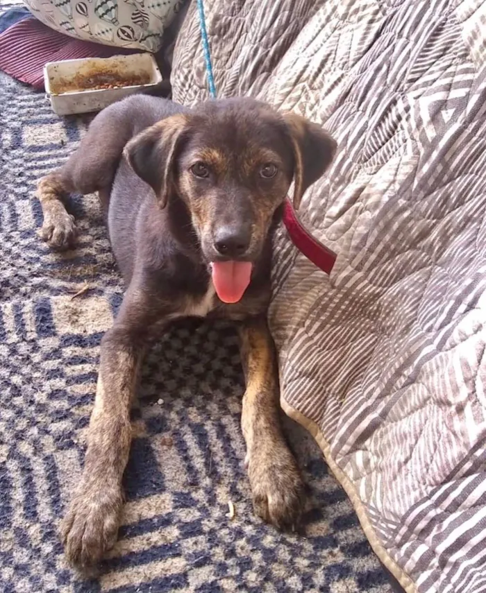 Cachorro raça Srd idade 2 a 6 meses nome Ricky bb4meses lindo