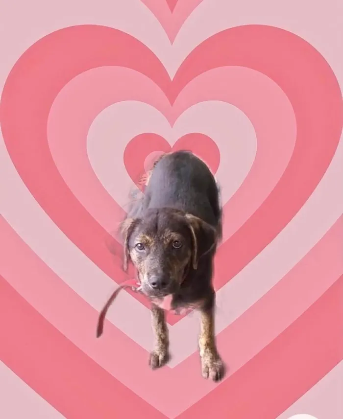 Cachorro raça Srd idade 2 a 6 meses nome Ricky bb4meses lindo