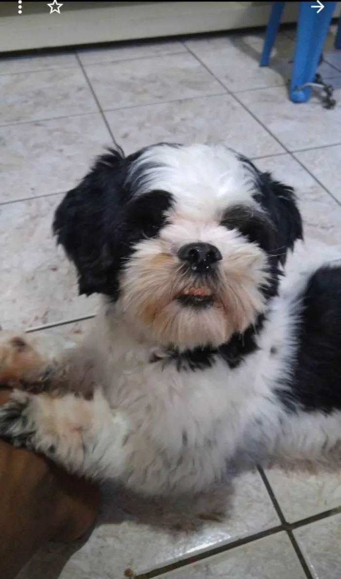 Cachorro ra a Lhasa Apso idade 5 anos nome Pepa Dog