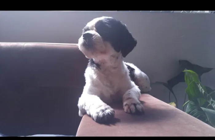 Cachorro ra a Lhasa Apso idade 5 anos nome Pepa Dog