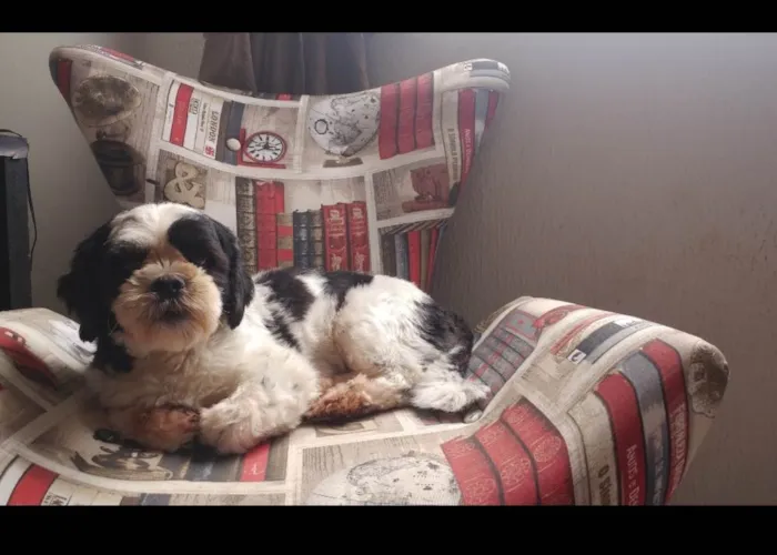 Cachorro ra a Lhasa Apso idade 5 anos nome Pepa Dog