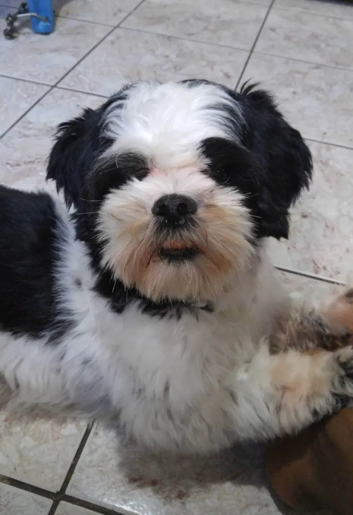 Cachorro ra a Lhasa Apso idade 5 anos nome Pepa Dog