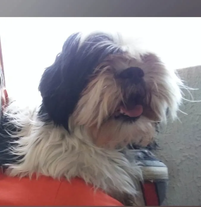 Cachorro ra a Lhasa Apso idade 5 anos nome Pepa Dog