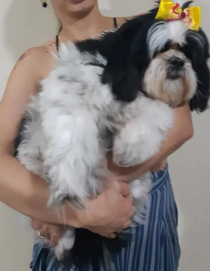 Cachorro ra a Lhasa Apso idade 5 anos nome Pepa Dog