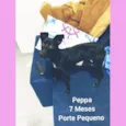 Cachorro raça Srd  idade 7 a 11 meses nome Peppa