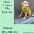 Cachorro raça Srd idade 2 a 6 meses nome Filhotes caes