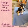 Cachorro raça Srd idade 2 a 6 meses nome Filhotes caes