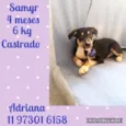 Cachorro raça Srd idade 2 a 6 meses nome Filhotes caes