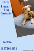Cachorro raça Srd idade 2 a 6 meses nome Filhotes caes