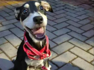 Cachorro raça SRD idade 2 a 6 meses nome Rabicho