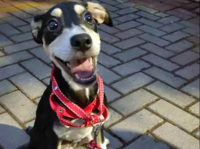 Cachorro ra a SRD idade 2 a 6 meses nome Rabicho