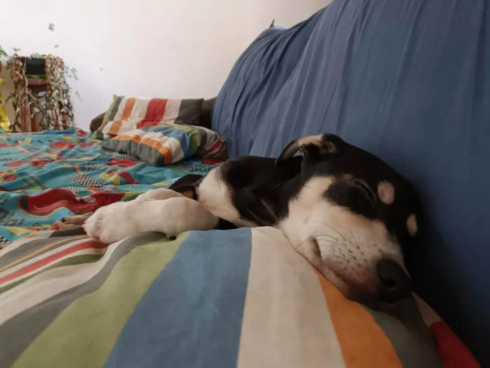 Cachorro ra a SRD idade 2 a 6 meses nome Rabicho