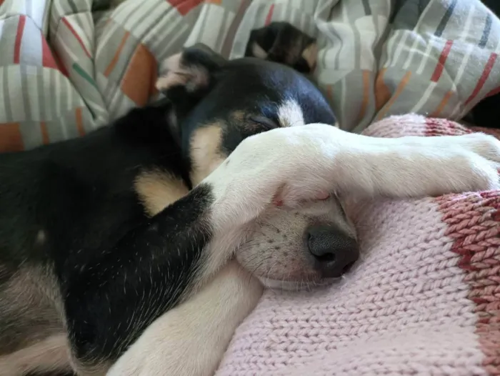 Cachorro ra a SRD idade 2 a 6 meses nome Rabicho