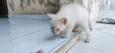 gato 2