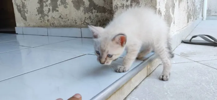 Gato ra a siames/viralata idade Abaixo de 2 meses nome gato 2