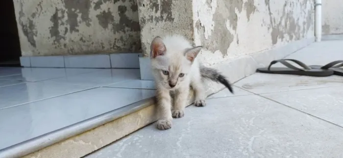 Gato ra a siames/viralata idade Abaixo de 2 meses nome gato 2