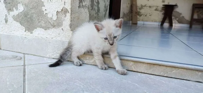Gato ra a siames/viralata idade Abaixo de 2 meses nome gato 2