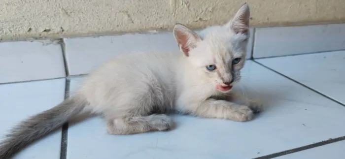 Gato ra a siames/viralata idade Abaixo de 2 meses nome gato 4
