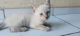 gato 4