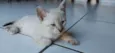 gato 4