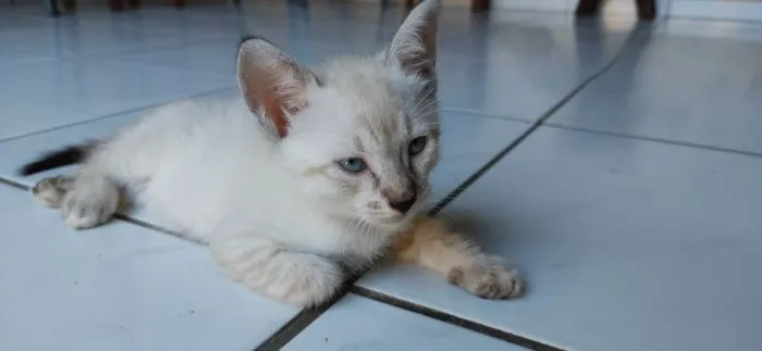 Gato ra a siames/viralata idade Abaixo de 2 meses nome gato 4