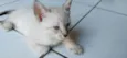 gato 4