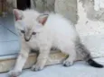 gato 2