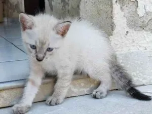 Gato raça siames/viralata idade Abaixo de 2 meses nome gato 2