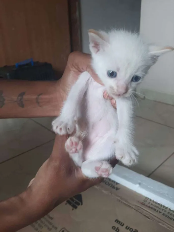 Gato raça Mestiço idade Abaixo de 2 meses nome Não tem