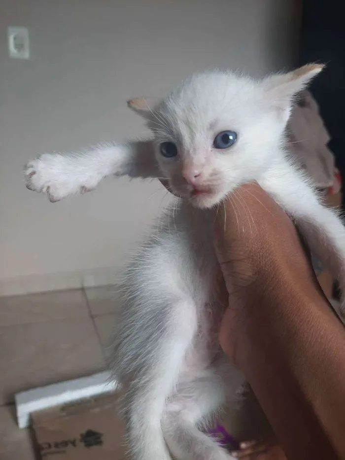 Gato raça Mestiço idade Abaixo de 2 meses nome Não ter