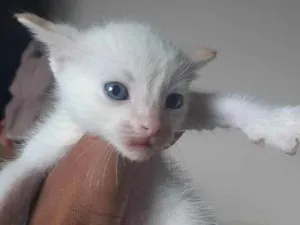 Gato raça Mestiço idade Abaixo de 2 meses nome Não ter