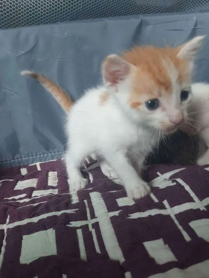Gato raça Mestiço idade Abaixo de 2 meses nome Yoda