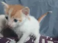 Yoda