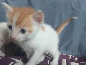 Gato raça Mestiço idade Abaixo de 2 meses nome Yoda