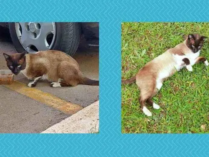 Gato ra a Sem raça definida idade 3 anos nome Sem nome