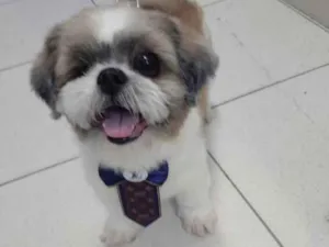 Cachorro raça Shitzu idade 3 anos nome PEDRINHO 