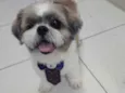 PEDRINHO
